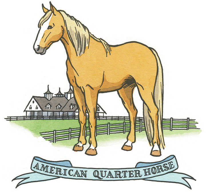 American Quarter Horse illustration by Chandler O'Leary