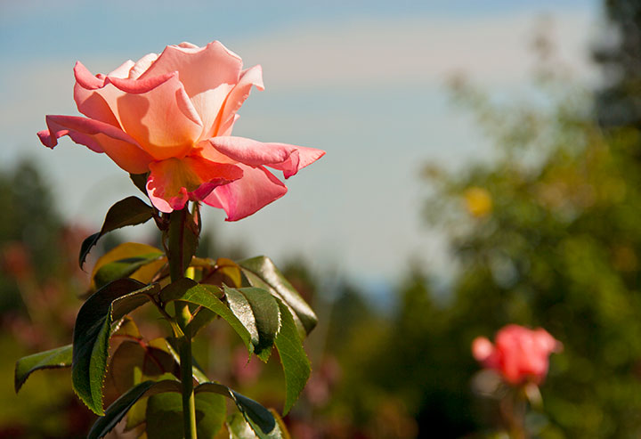 Portland Rose Garden photo by Chandler O'Leary