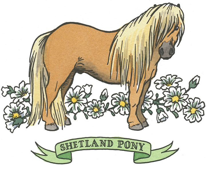 Shetland Pony illustration by Chandler O'Leary