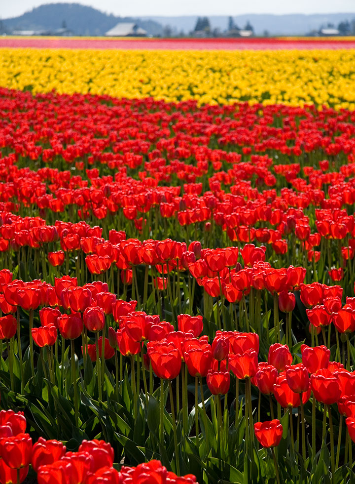 Skagit Valley Tulip Festival photo by Chandler O'Leary