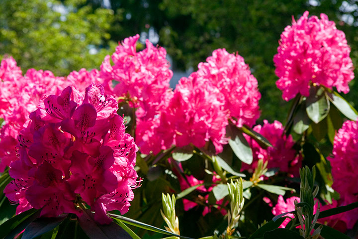Rhododendrons photo by Chandler O'Leary