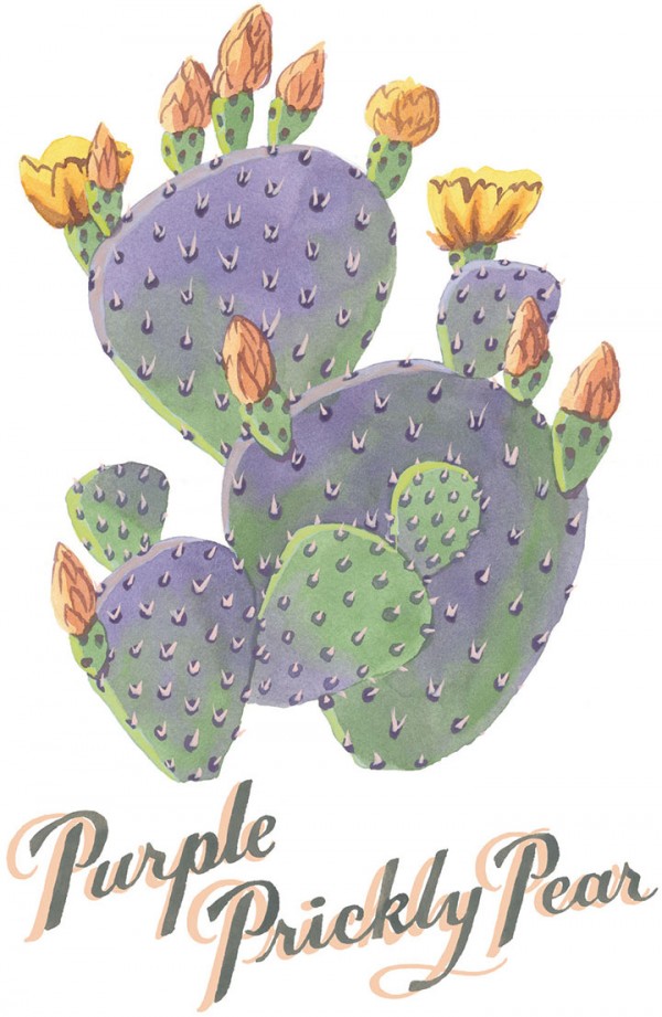 Purple Prickly Pear cactus illustration by Chandler O'Leary