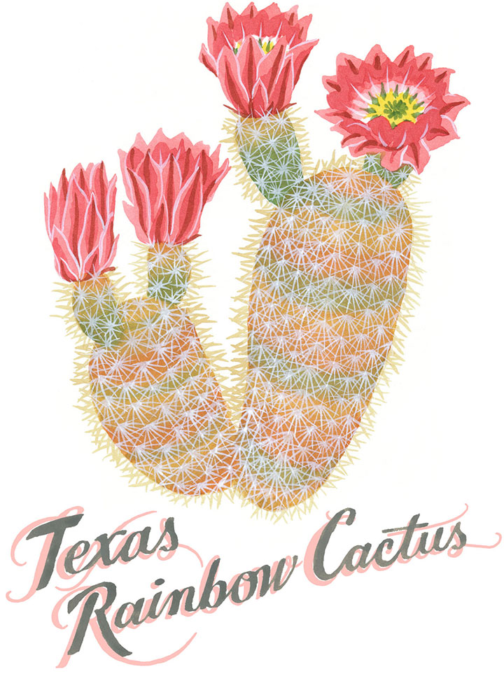 Texas Rainbow Cactus illustration by Chandler O'Leary