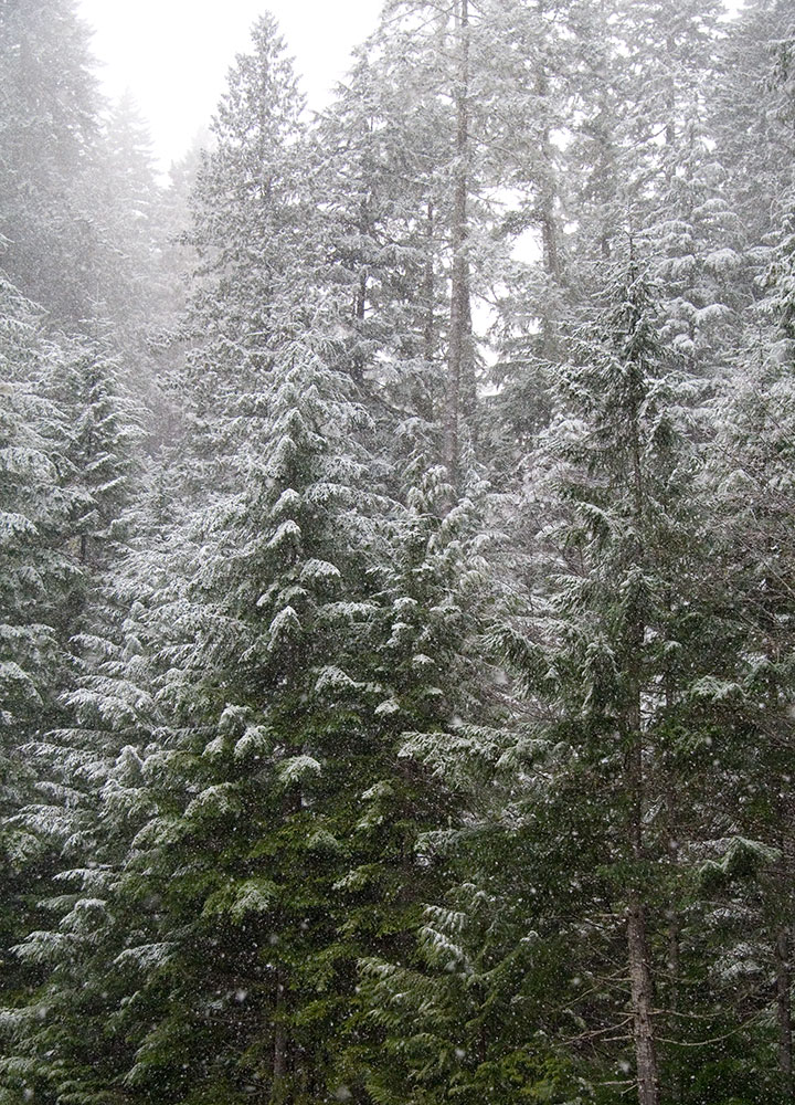Forest in snow photo by Chandler O'Leary