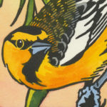 Detail of Bullock's Oriole card by Chandler O'Leary