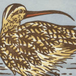 Detail of Long-billed Curlew card by Chandler O'Leary