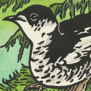 Detail of Marbled Murrelet card by Chandler O'Leary