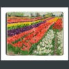 Skagit Valley Tulips sketchbook print by Chandler O'Leary