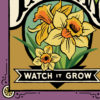 Detail of Tacoma Daffodil ("Watch it Grow") illustration by Chandler O'Leary