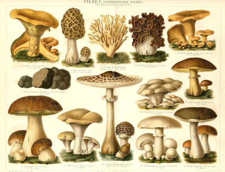 Vintage mushroom illustrations